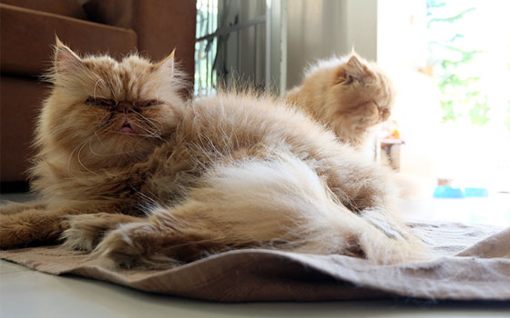 Two exotic longhair cats sitting on a towel by a sunny window.