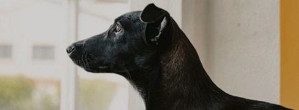 A black dog looks out the window