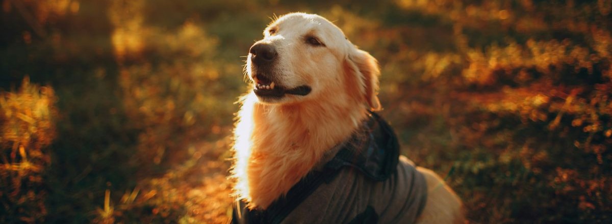 Golden retriever at sunset outdoors