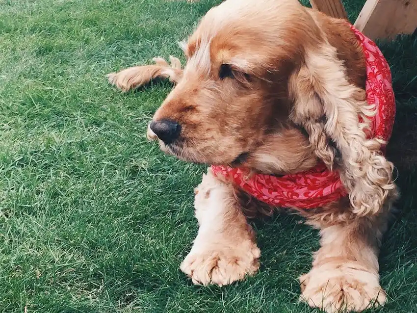 A cocker spaniel wearing a pink and red scarf laying on green grass