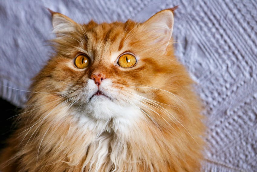 Fluffy orange domestic longhair cat breed with orange eyes.