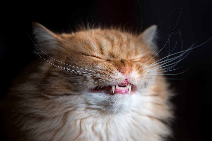 Close up of an orange cat sneezing possibly from feline asthma.
