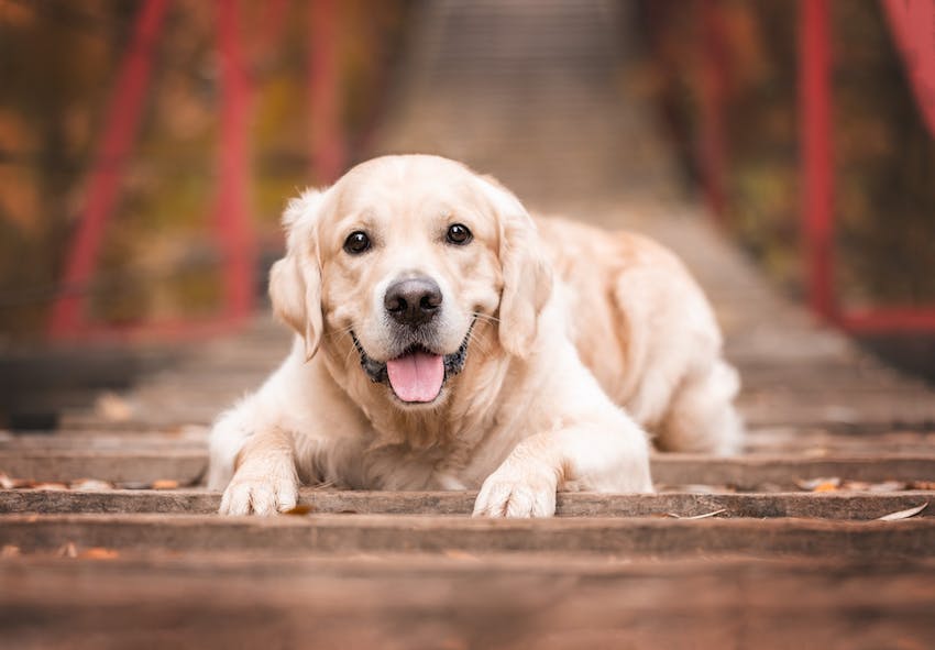 A happy looking lab dog sitting for a photo on a wood walkway