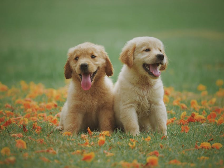 Two golden retriever puppies sitting in a field with orange flowers.