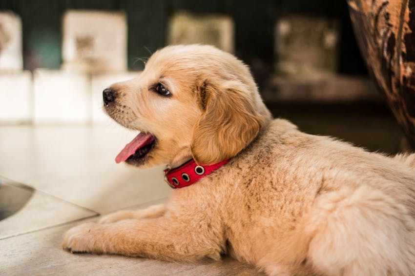 Golden retriever puppy in a red collar laying on floor with mouth open.