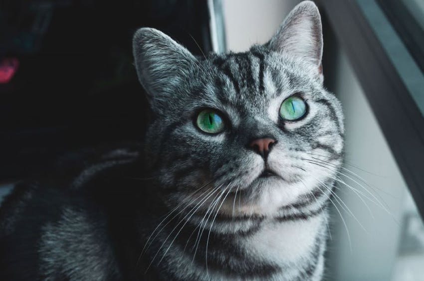 Close up of a gray cat looking up