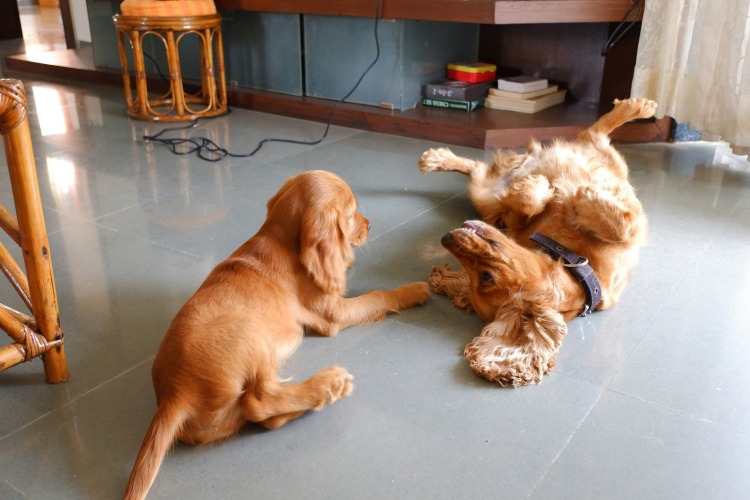 two dogs playing on the floor indoors
