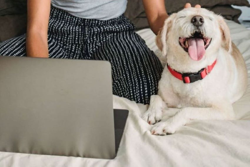 A pet owner researching dog insurance on a laptop sitting next to a happy white dog on a bed.