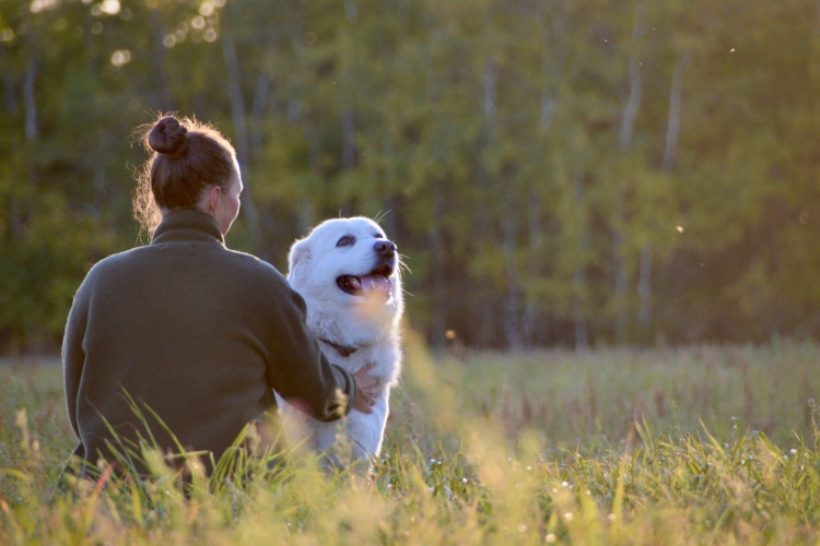 large white dog sitting with owner outdoors