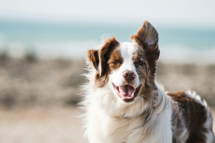 Pet Insurance for Long-Term Care