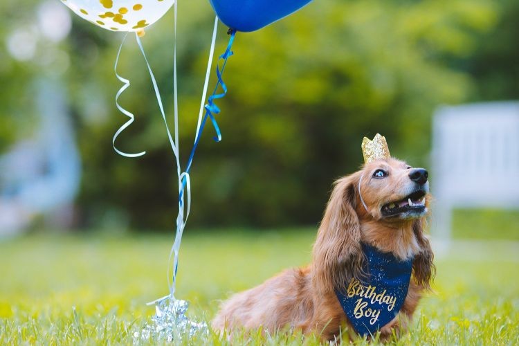 how-to-celebrate-pets-birthday