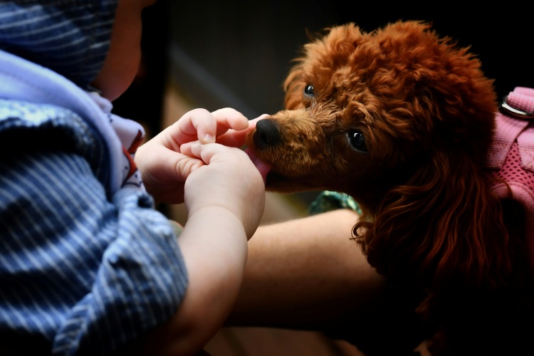 Introducing Pets to Babies: What to Expect