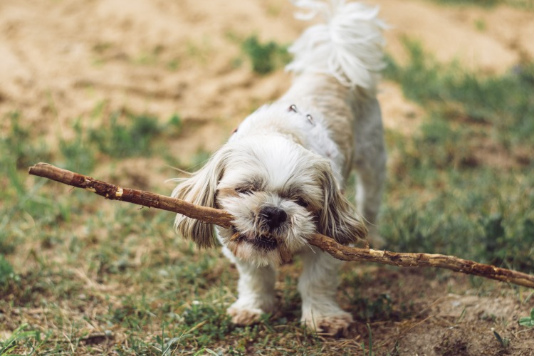 small dog carrying a large stick