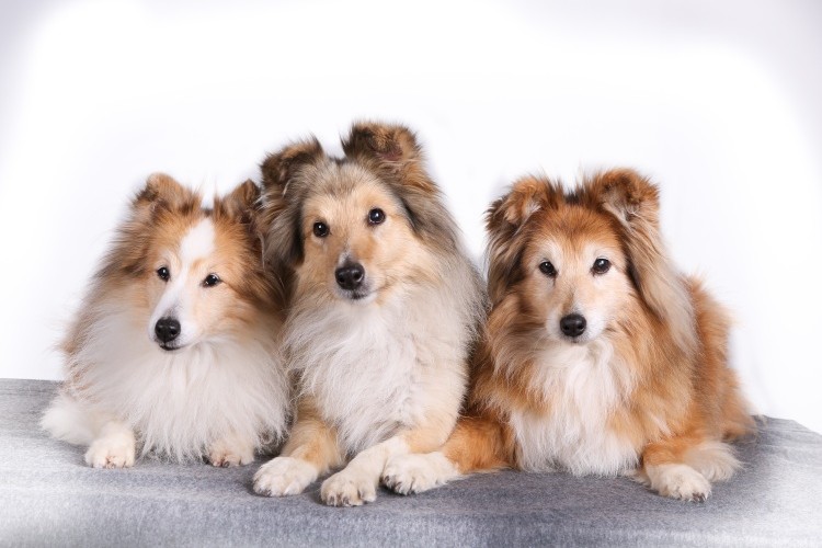 Icelandic Sheepdogs