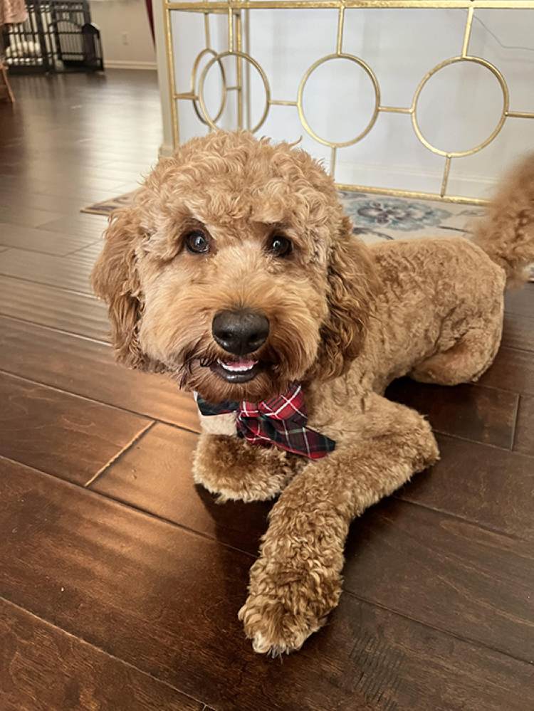 happy dog wearing a bow tie