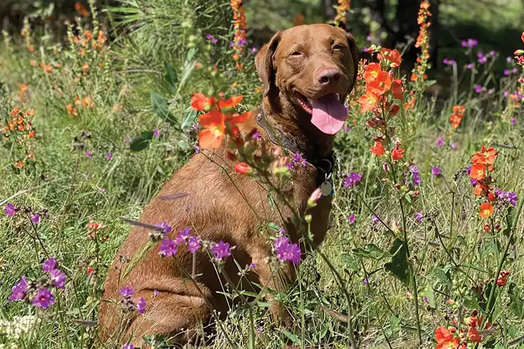 Juniper the dog in meadow