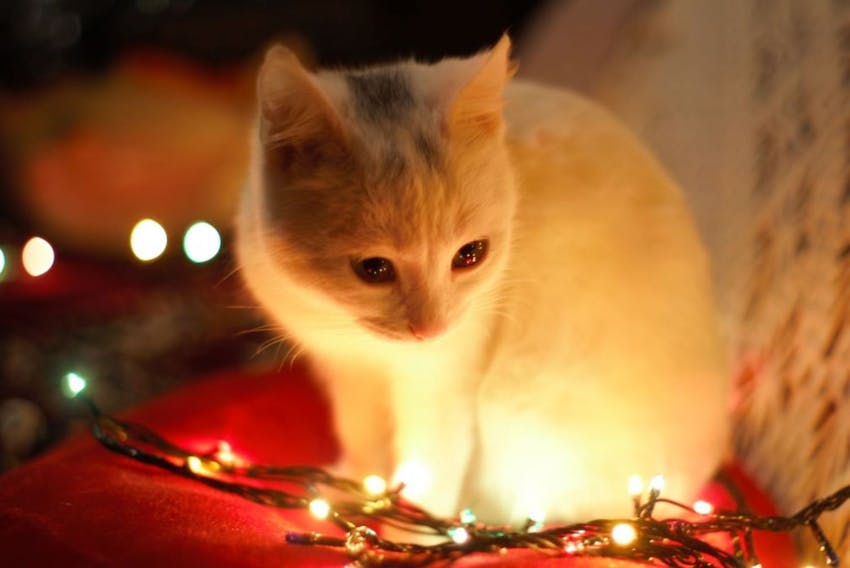 Small white kitten looking nervously at a string of Christmas lights