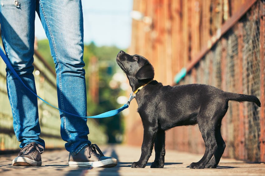 Lab puppy on a leash looking up at pet owner on sidewalk.