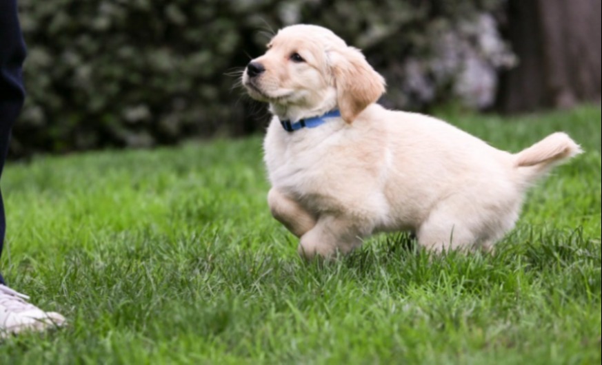 Lab puppy training outdoors on a green lawn
