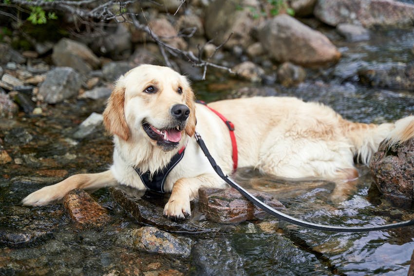 Lab dog on a leash laying across a rocky pool of stream water