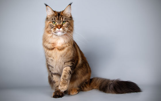 A Maine Coon cat with the popular cat breed's trademark ear tufts sitting straight up, looking forward.
