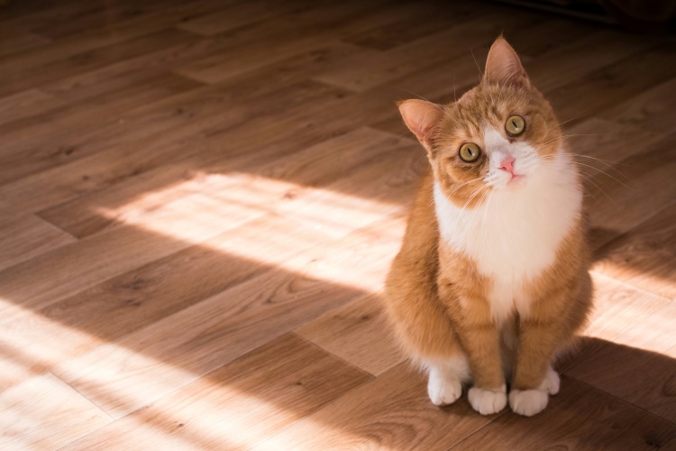 The Effects of Marijuana on Cats