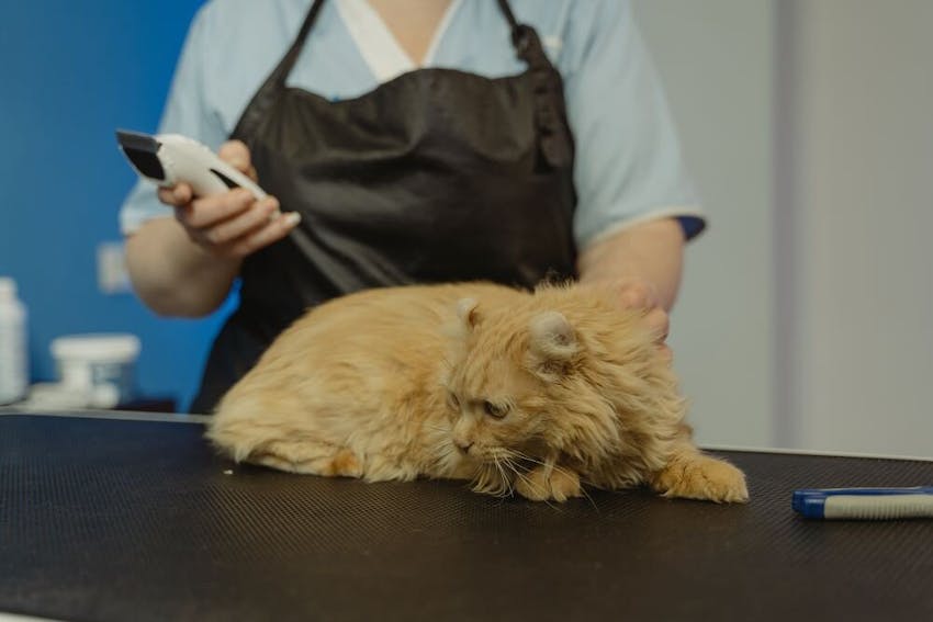 Professional groomer taking care of matted hair on orange cat.