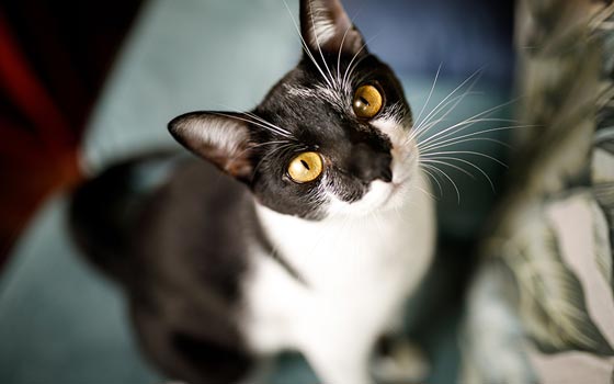 A black and white cat with yellow eyes looking up.