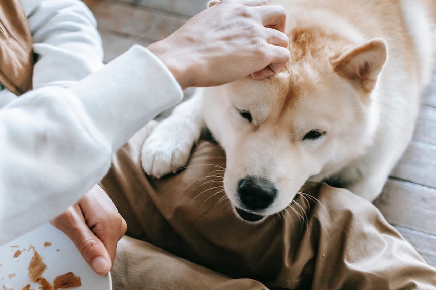Akita dog resting with its face and paw on pet owner's leg while being patted