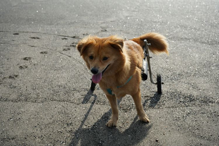 Dog outdoors with mobility cart