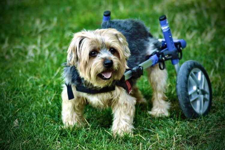 mobility-devices-for-pets