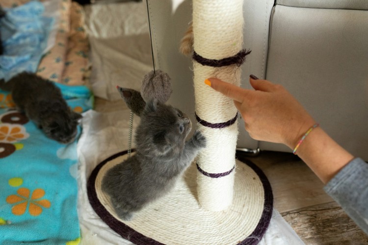 kitten learning how to use scratching post