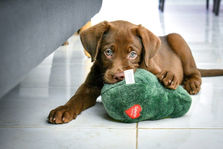 puppy playing with a plush toy