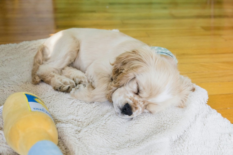 puppy sleeping on a blanket