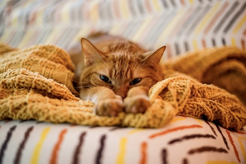 Orange cat making biscuits with its paws in an orange knit blanket.