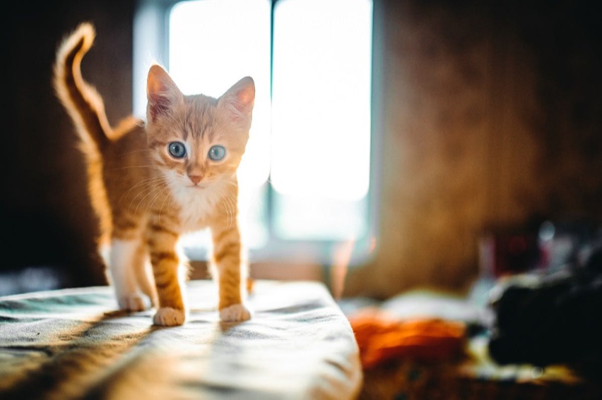 Orange kitten that isn't done growing yet standing in a beam of sunshine