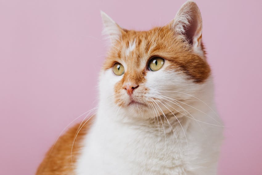 Orange and white cat sitting calmly and looking off to the side in front of a pink background
