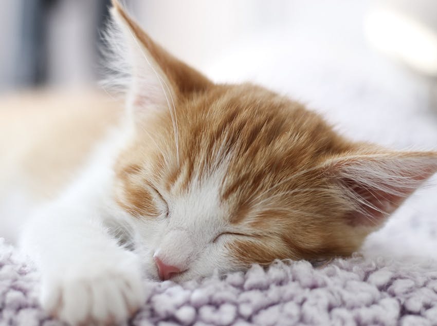 An orange and white kitten asleep in the daytime