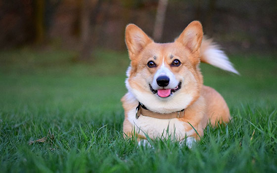 cards All About the Pembroke Welsh Corgi