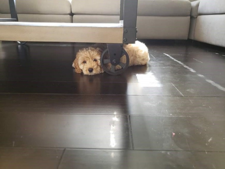 A puppy in need of attention hiding under furniture.