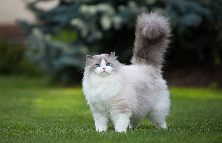 A fluffy white and gray cat with blue eyes standing on a lawn during summer.