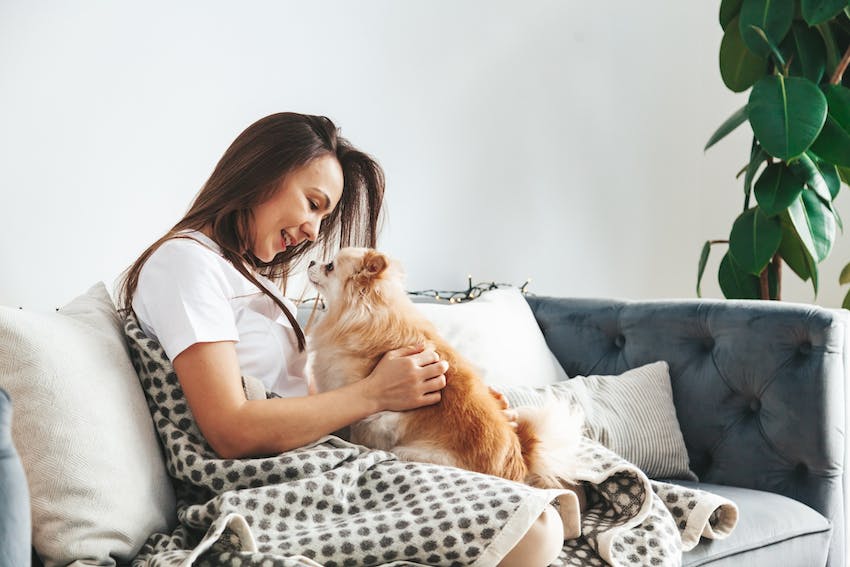 Small dog on human female's lap sitting on a sofa with pillows