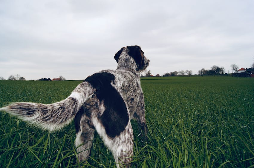 White and black dog looking out on a large field with green grass