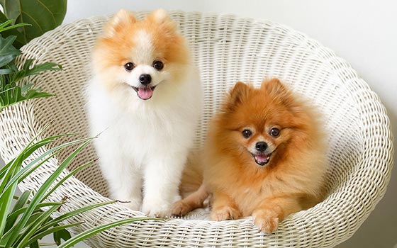 cards Pomeranian Dog Breed: History, Care & Floof