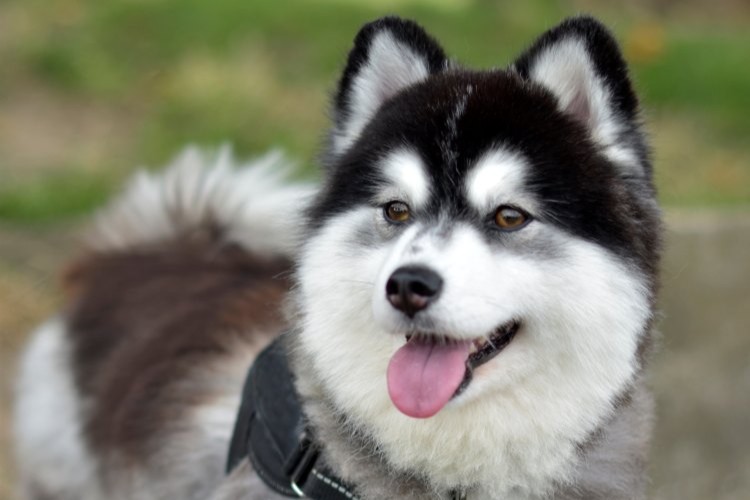 Pomsky
