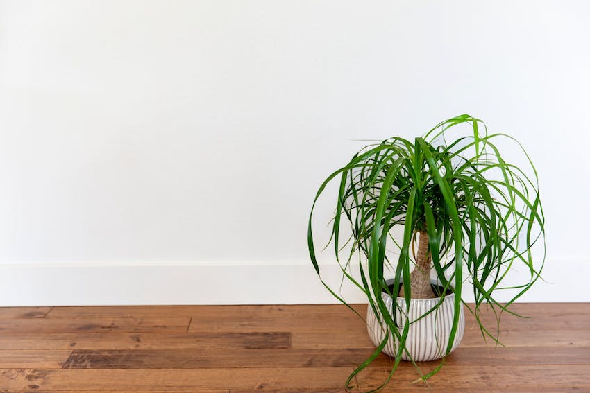 A cat-safe ponytail palm plant in a white vase on a wood floor.