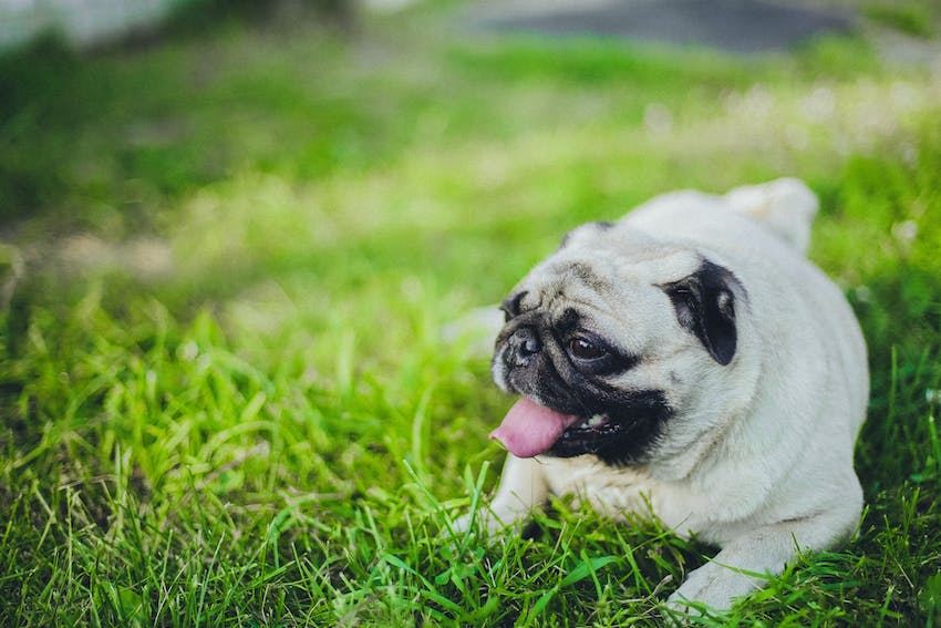 Pug dog laying on green grass panting