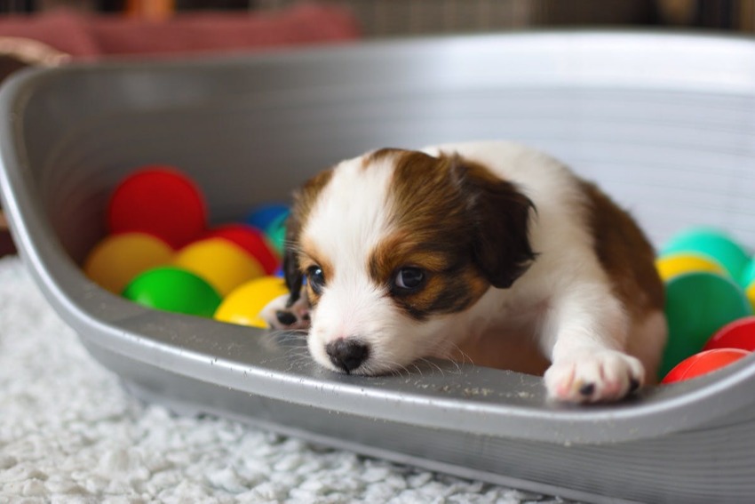A new puppy sitting in a DIY pet ball pit inside its new home.