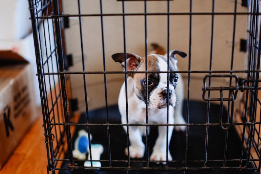 A small bulldog puppy in a black crate