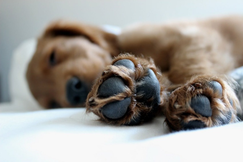 Close up of clean and groomed puppy paw pads.